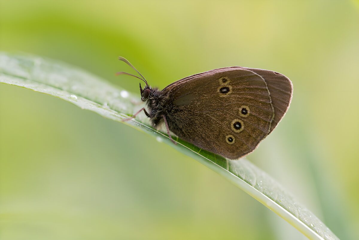 Brown butterfly resting on a green leaf