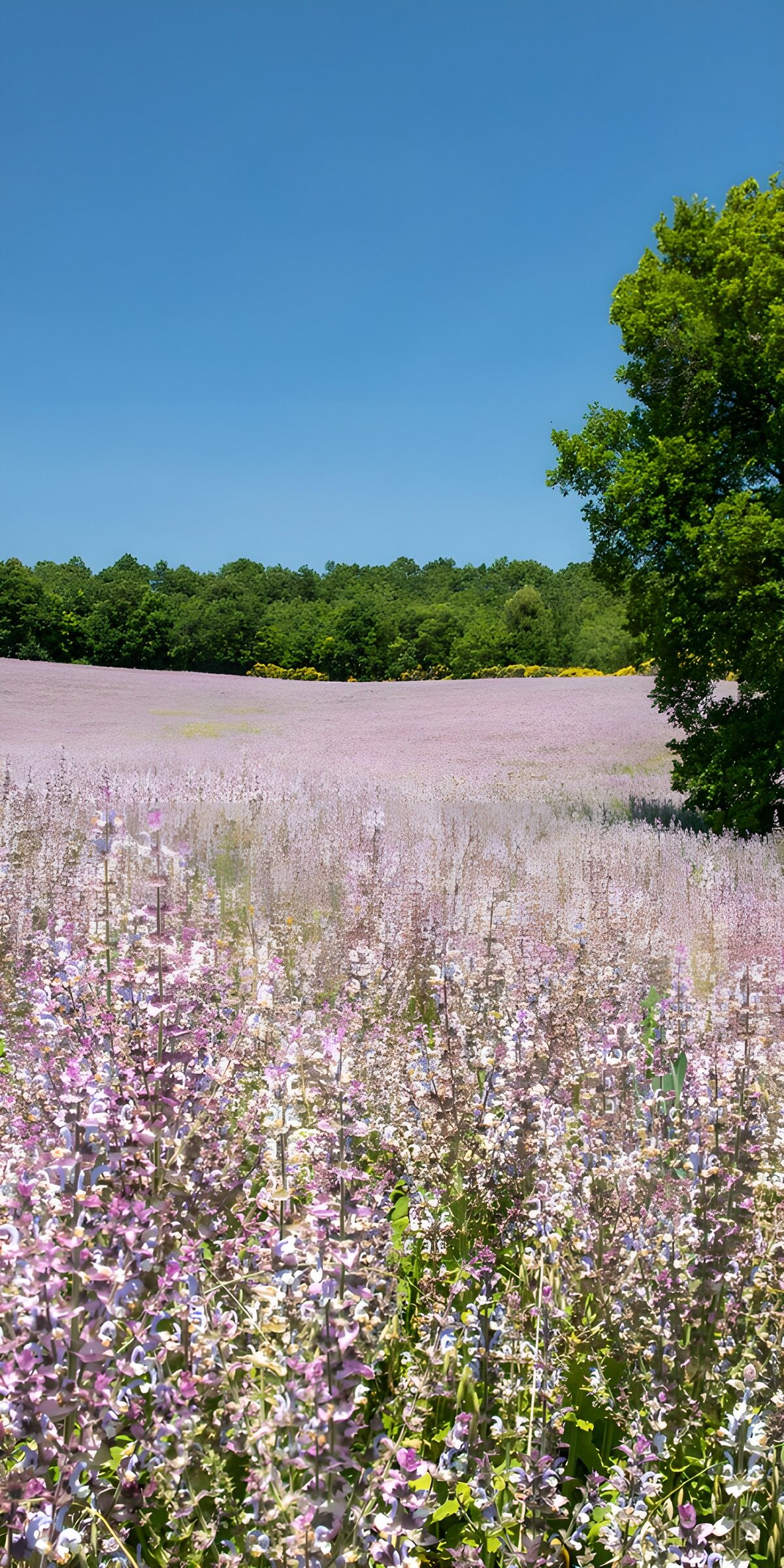 Pink and purple flowers under a blue sky