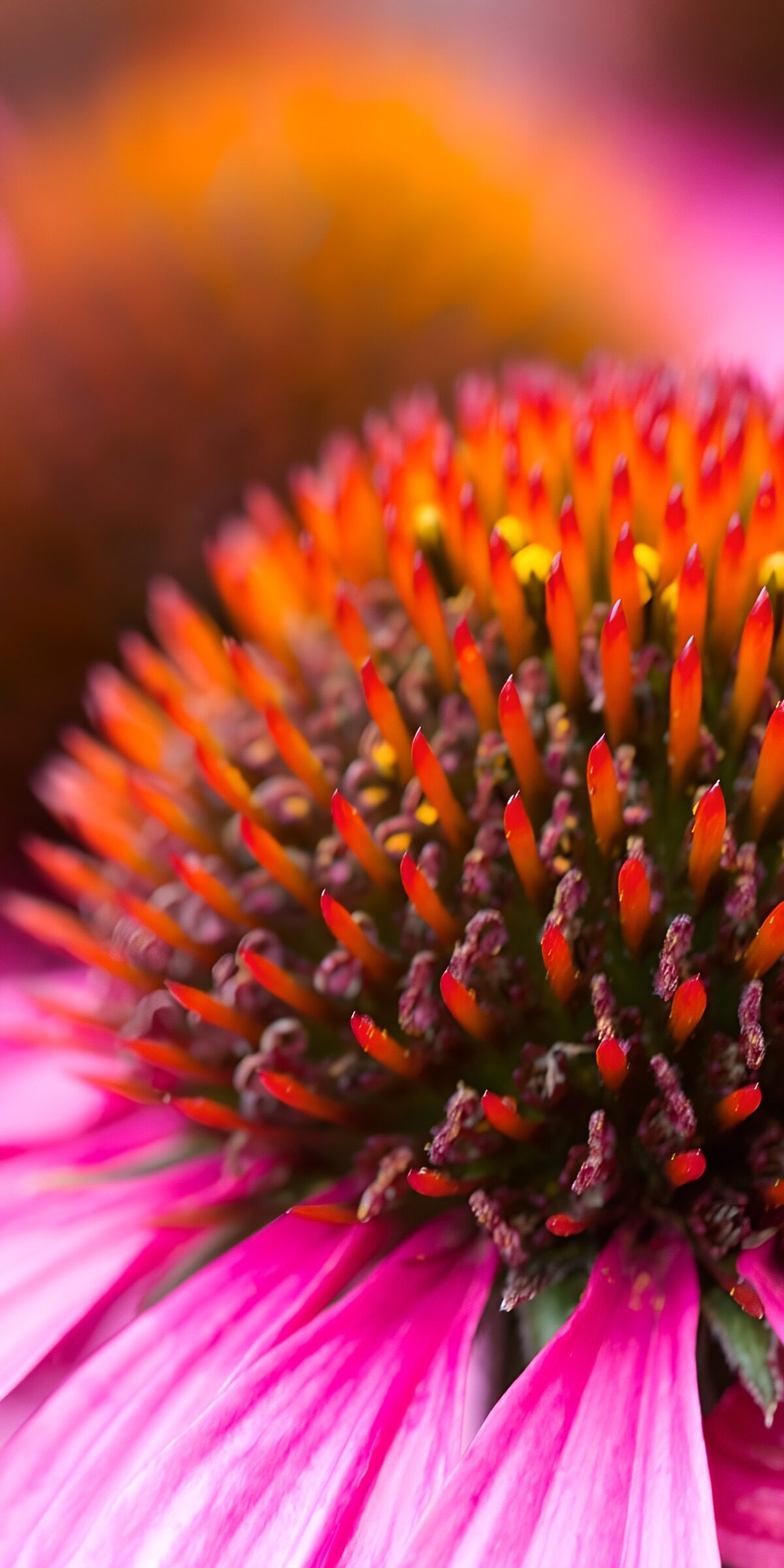 Pink coneflower in warm close-up