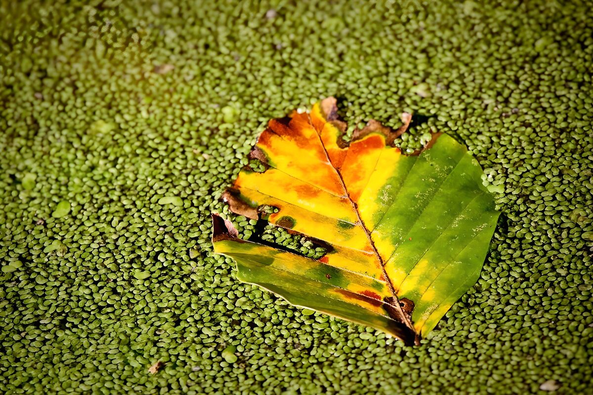 Autumn leaf afloat on green duckweed