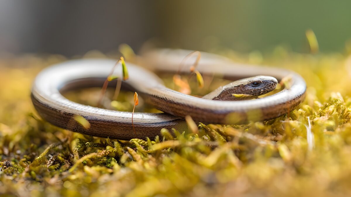 Slow worm curled on a soft bed of moss
