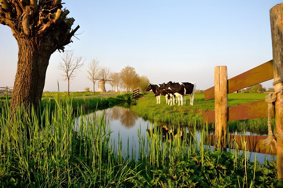 Black-and-white cows by a quiet ditch