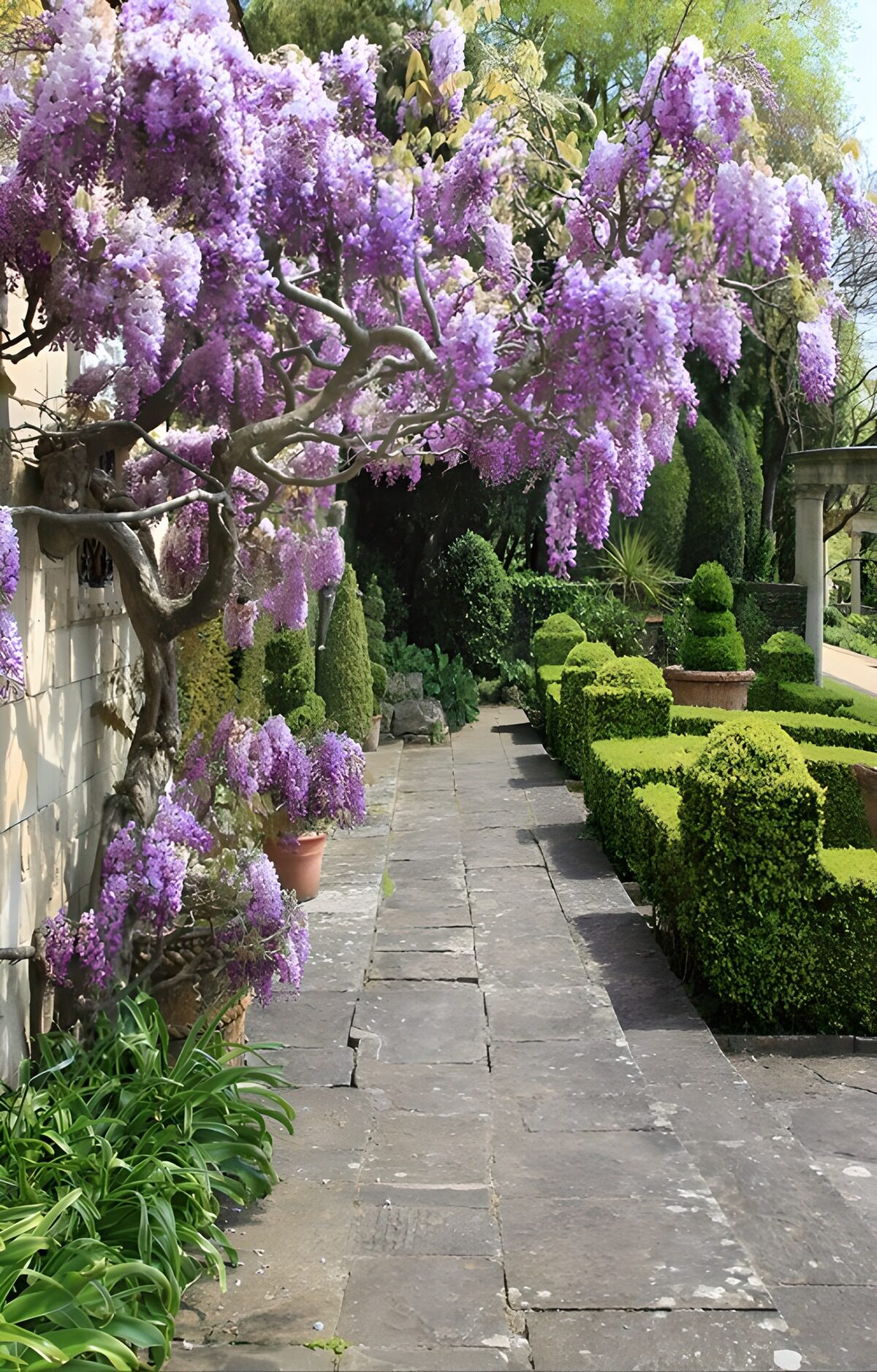 Wisteria over a sunlit garden path