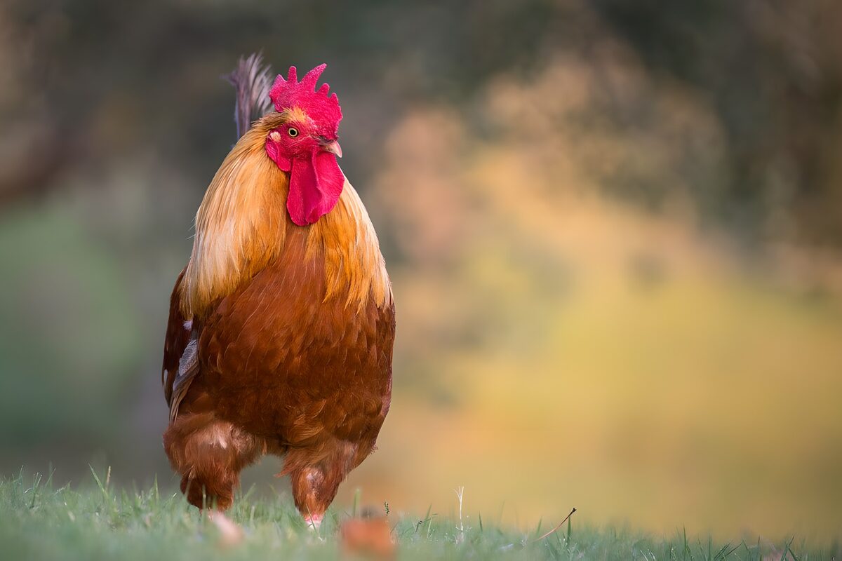 Golden-necked rooster on the grass