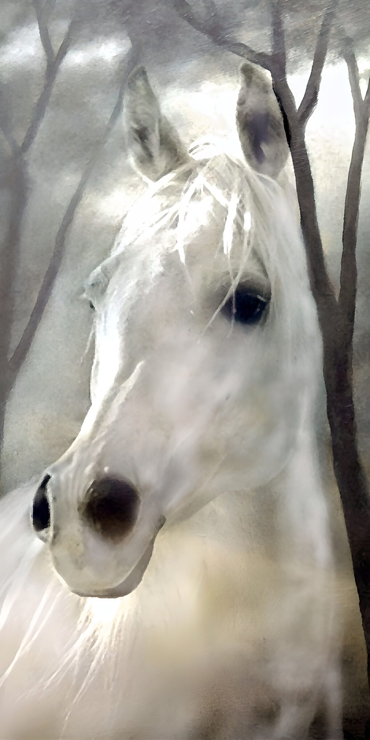 White horse portrait in soft woodland light