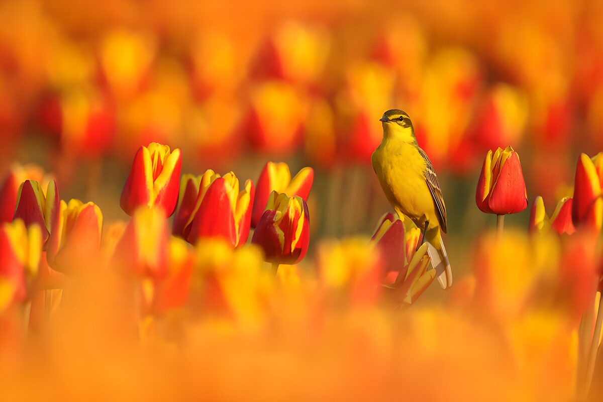 Yellow wagtail among sunlit tulips