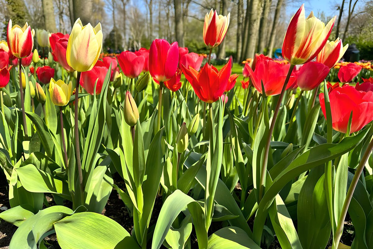 Red and yellow tulips in spring sunshine