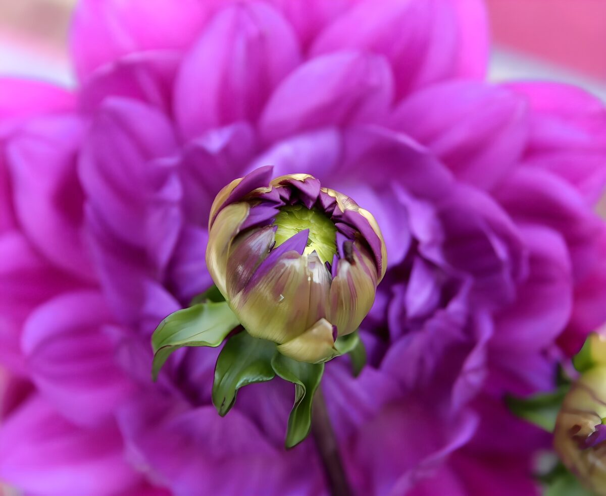 Purple dahlia bud in a soft pink blur