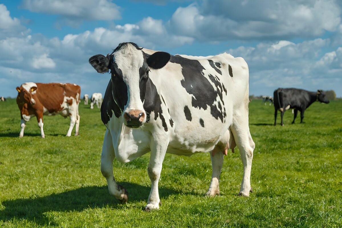 A cow beneath a quilt of clouds
