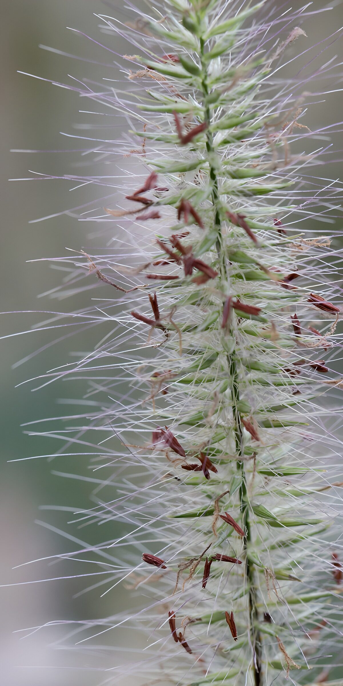 Grass flower in soft focus
