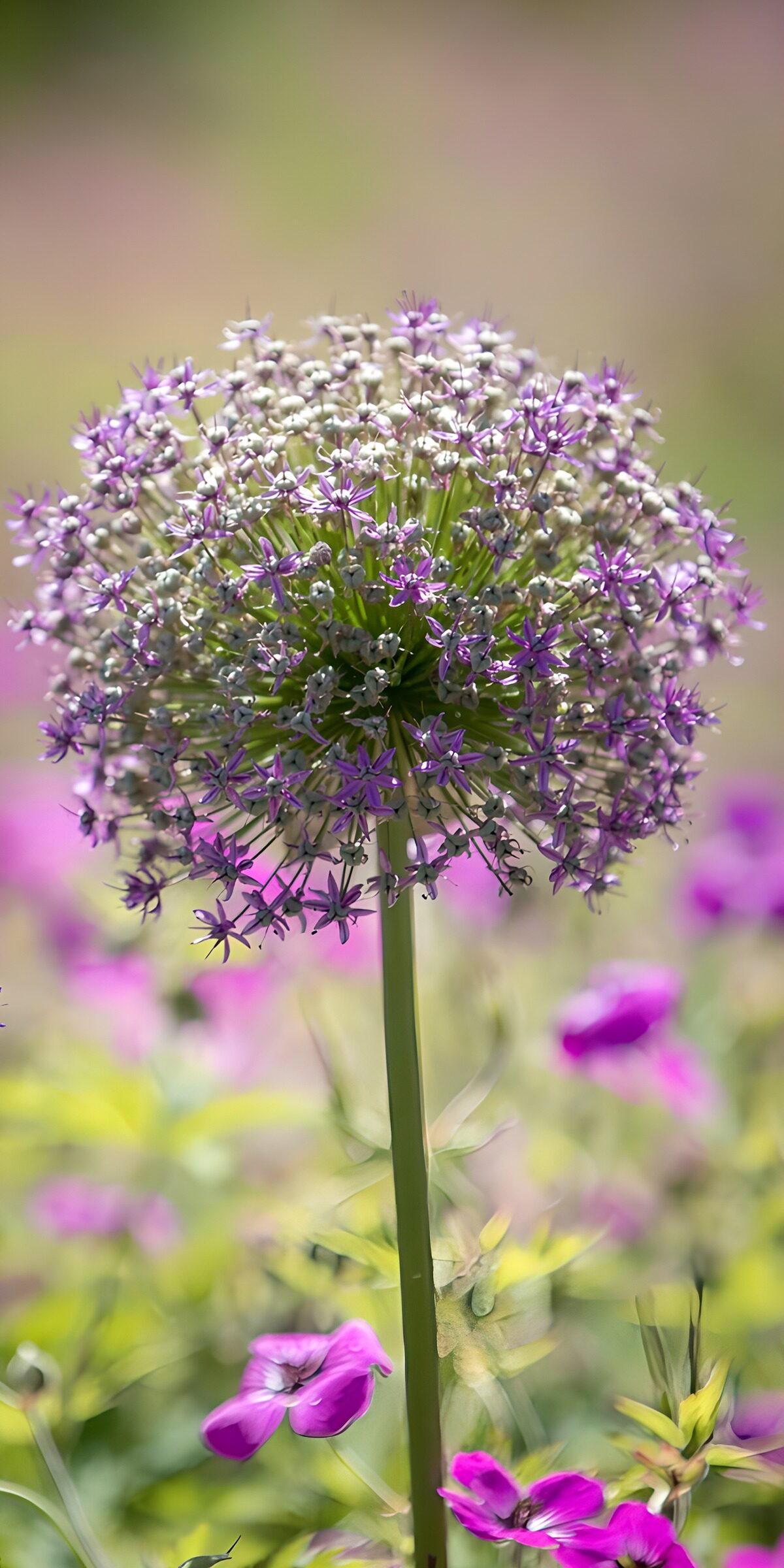 Purple allium in soft garden light