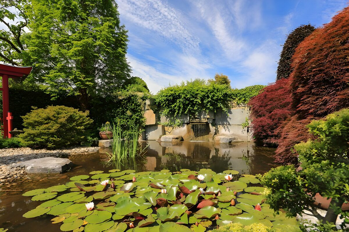 Water lilies and a quiet garden waterfall