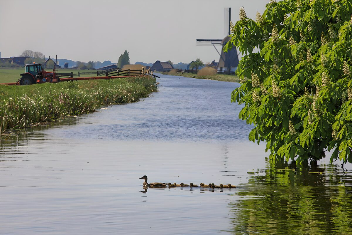 Duck and ducklings beneath spring blossom