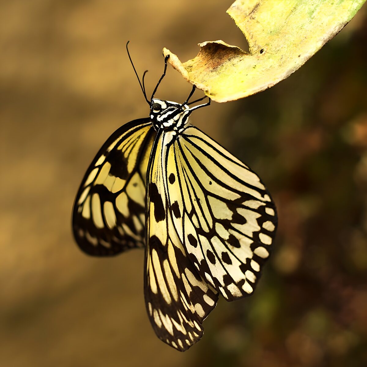 Yellow and black butterfly at rest