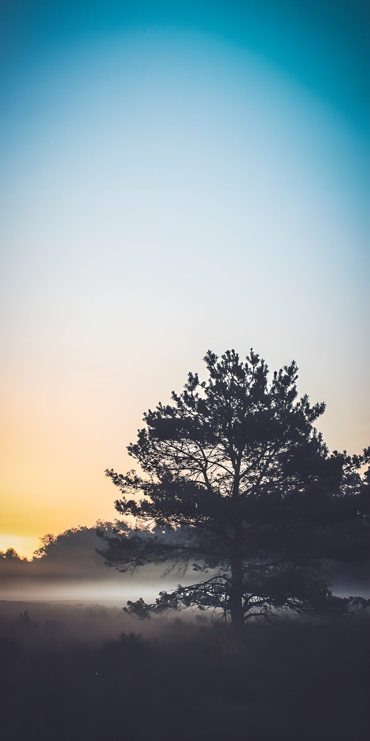 Pine silhouette at a misty sunrise