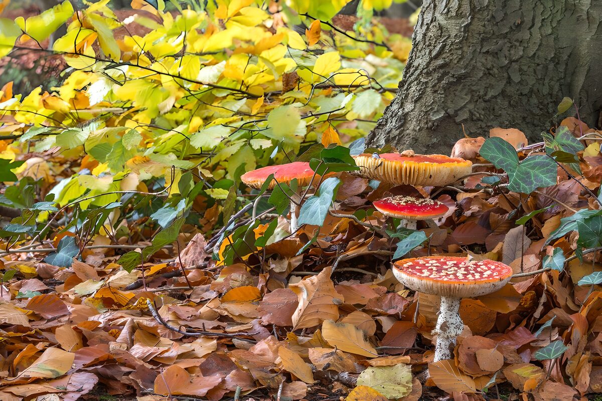 Fly agarics among fallen autumn leaves