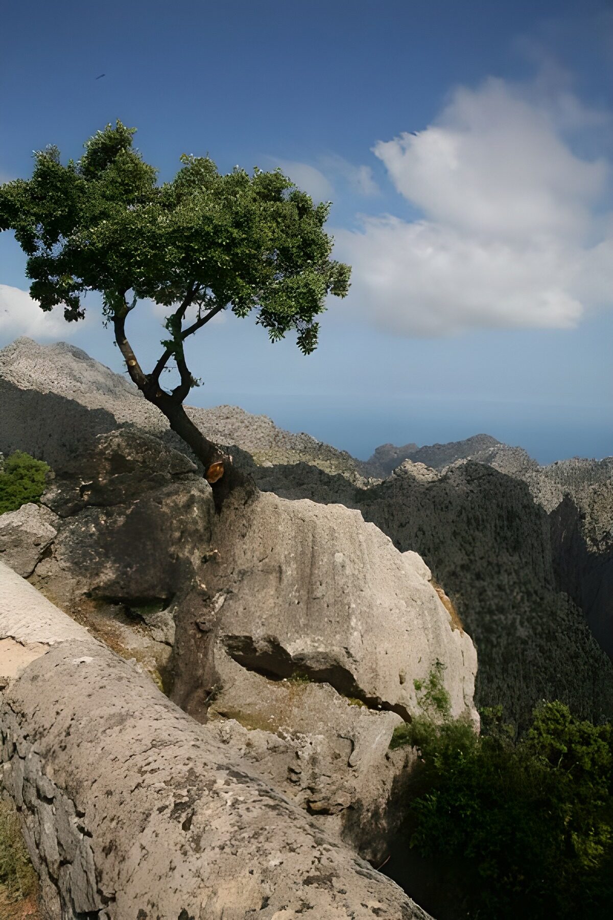 Lone tree among sunlit boulders