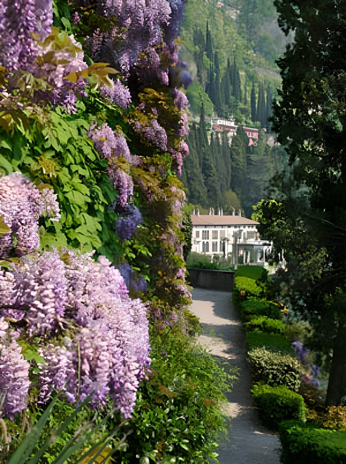 Purple blossom by a sunlit villa