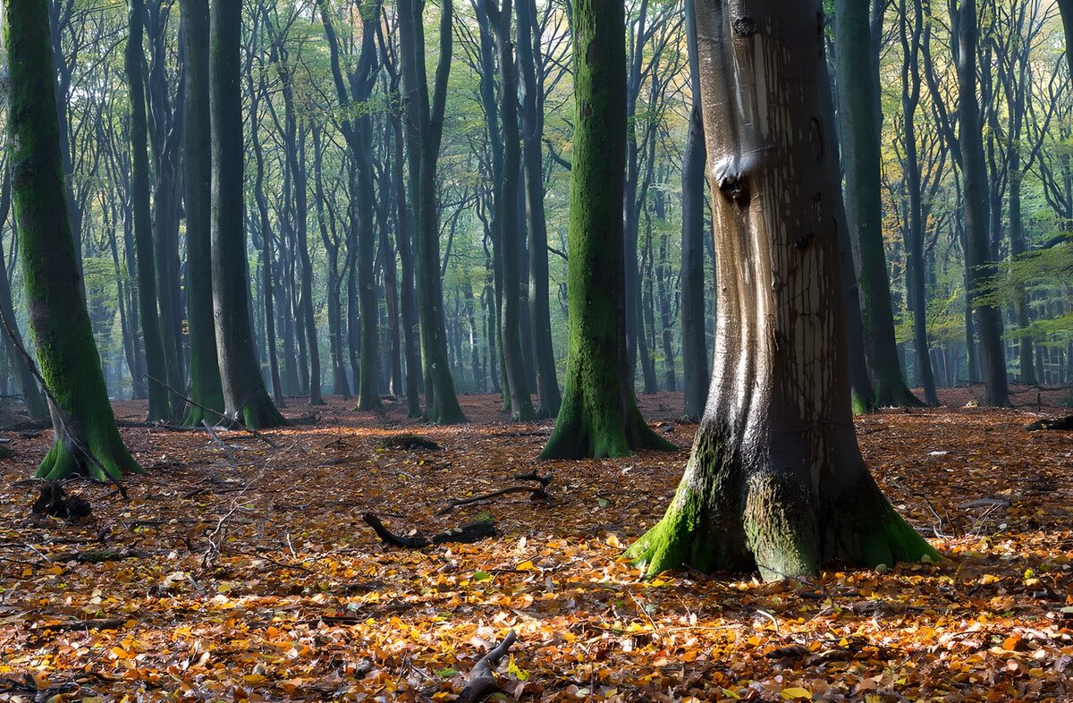 Mossy trunks on a carpet of autumn leaves