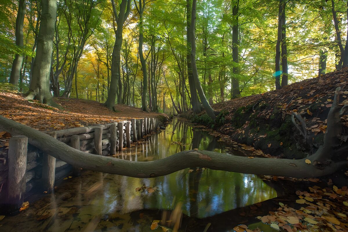 A quiet stream beneath autumn trees