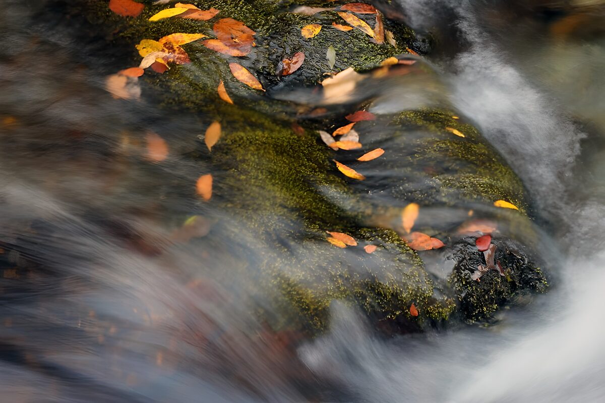 Autumn leaves on rocks in a rushing stream
