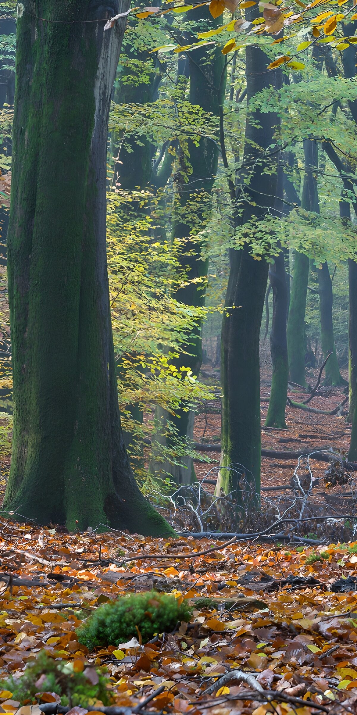 Autumn woodland in soft light