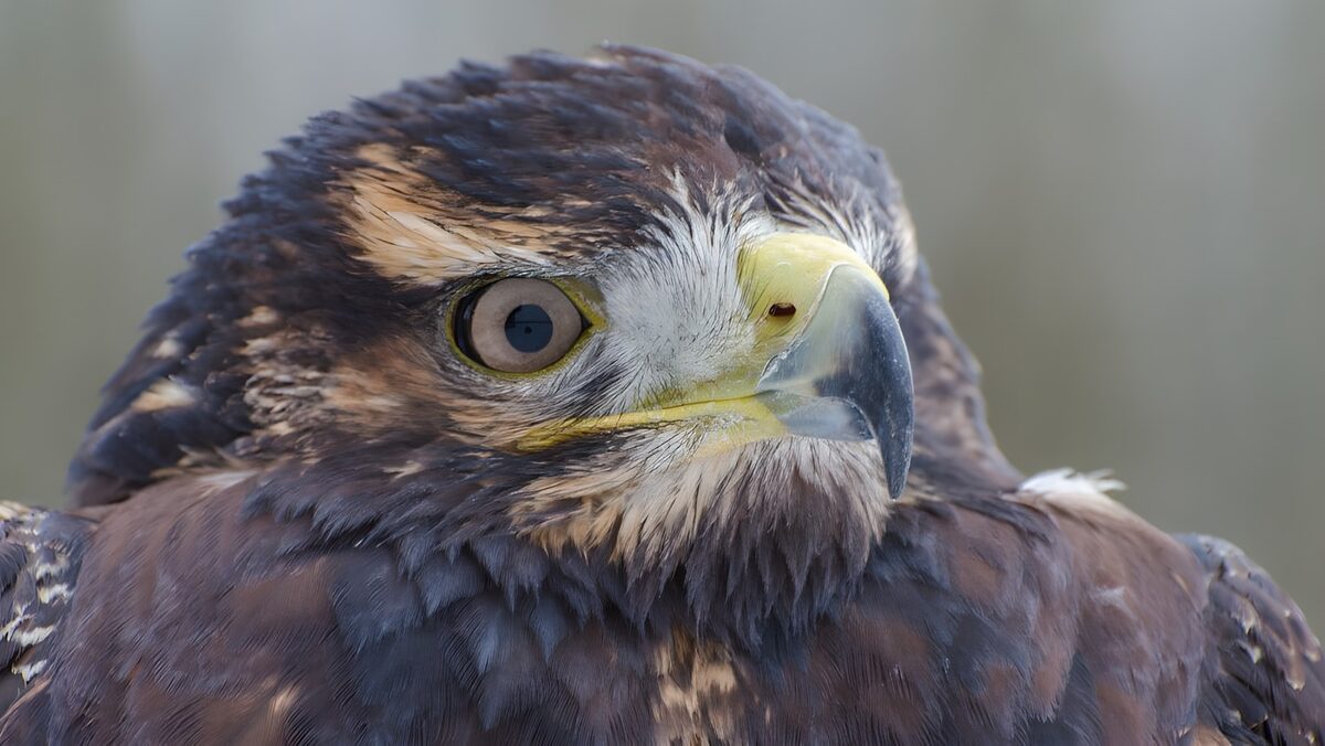 Bird of prey in watchful close-up