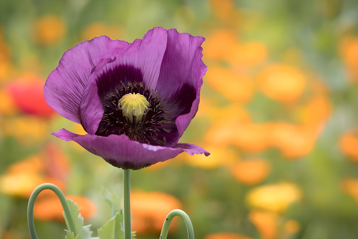 Purple poppy in soft daylight