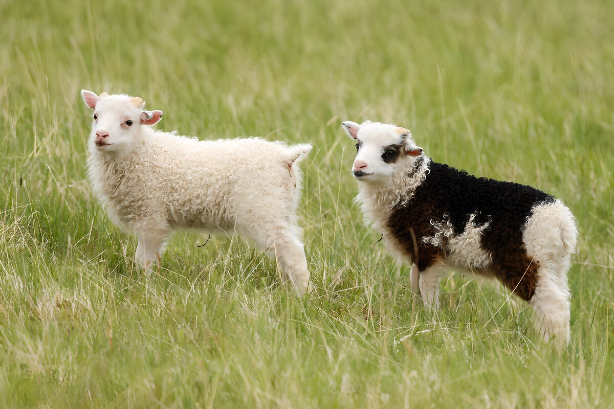 Two lambs in a quiet meadow