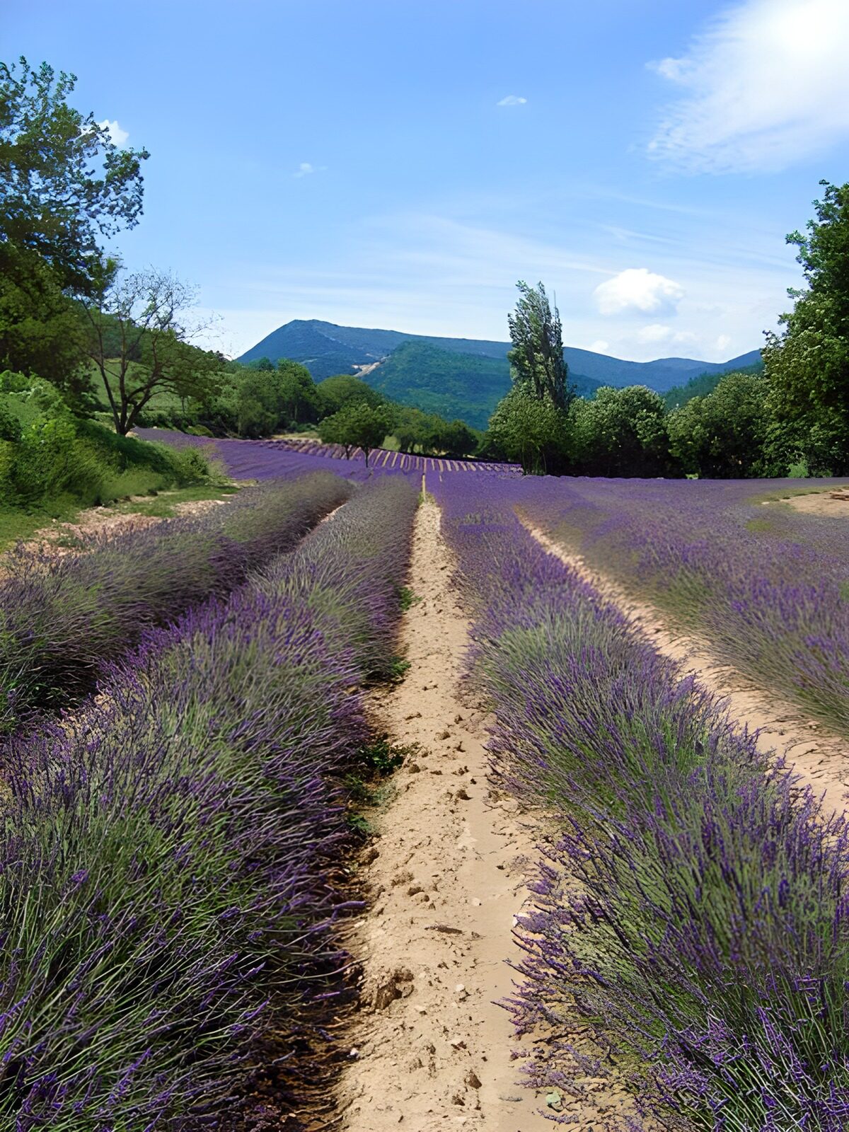 Lavender rows under a wide blue sky