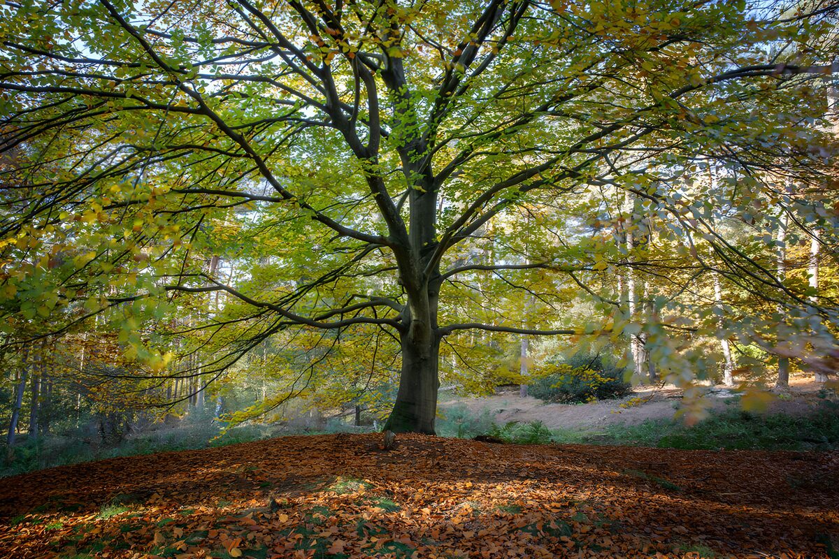 Autumn sunlight beneath a spreading tree
