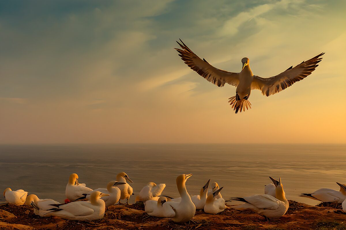 Gannets gathering in the evening light