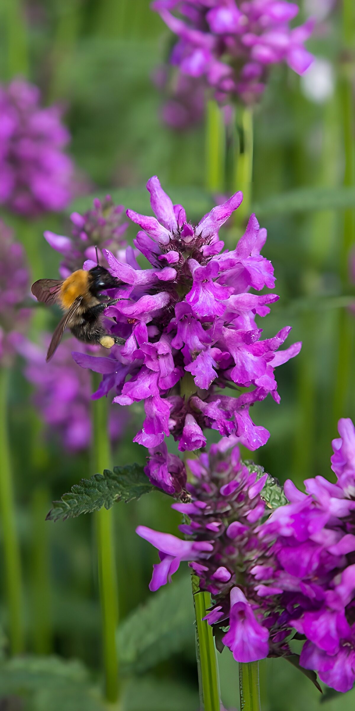 Bumblebee on vivid purple flowers