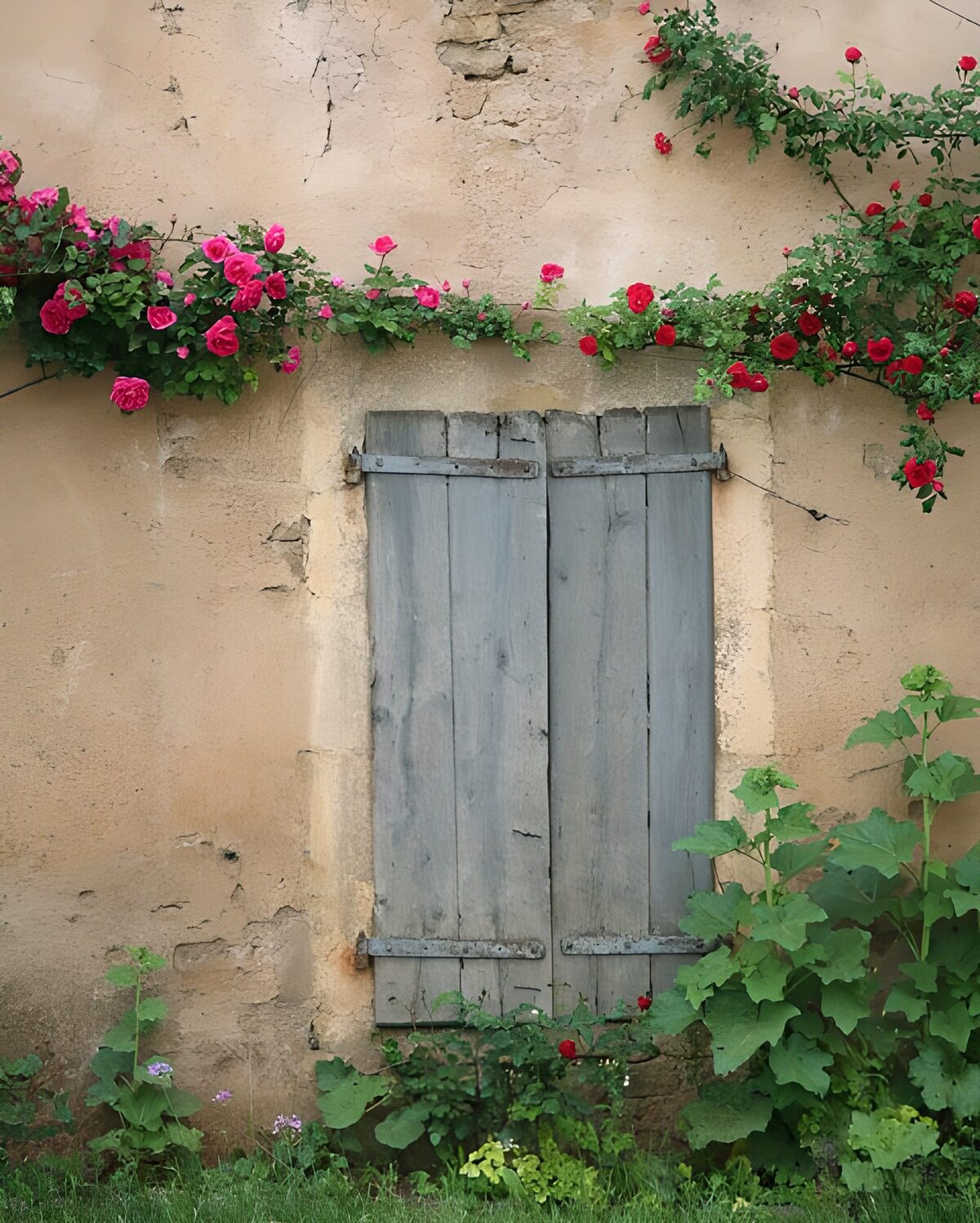 Weathered grey shutters beneath climbing roses