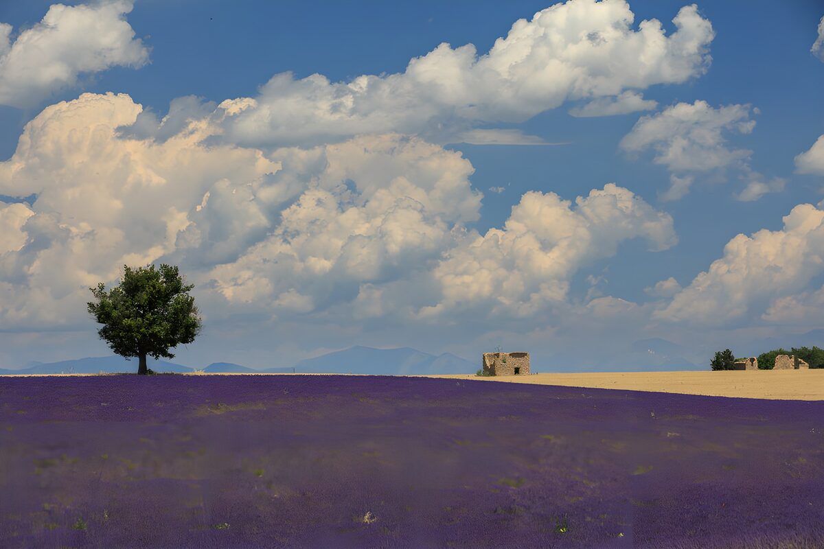 Lavender field beneath towering clouds