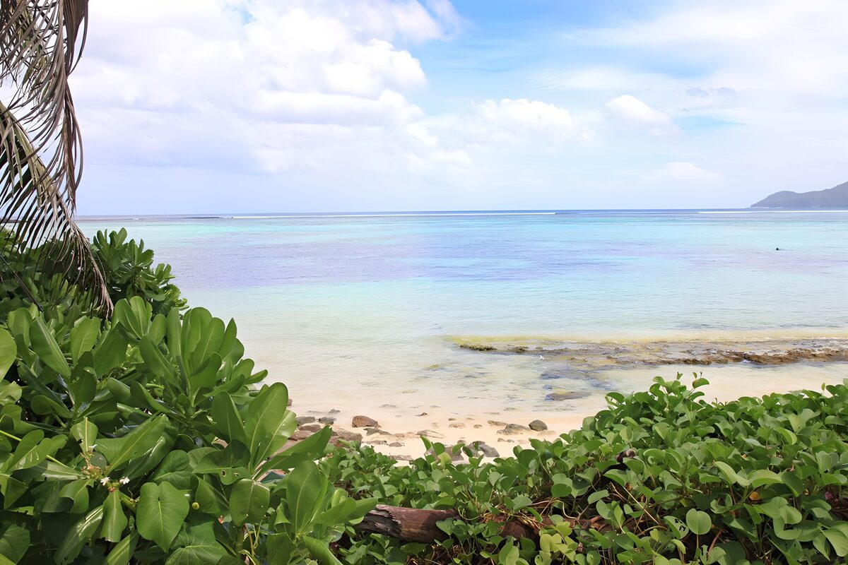 Tropical shore framed by lush leaves