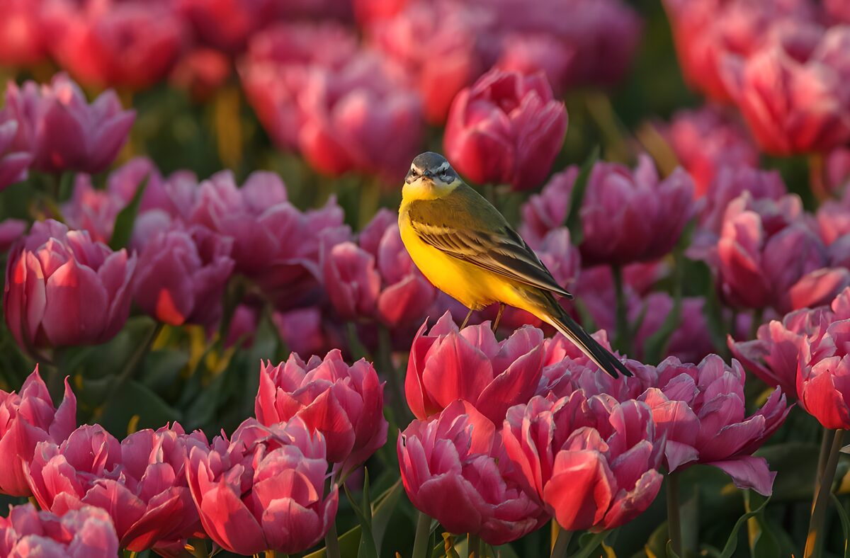A tulip throne for a yellow wagtail
