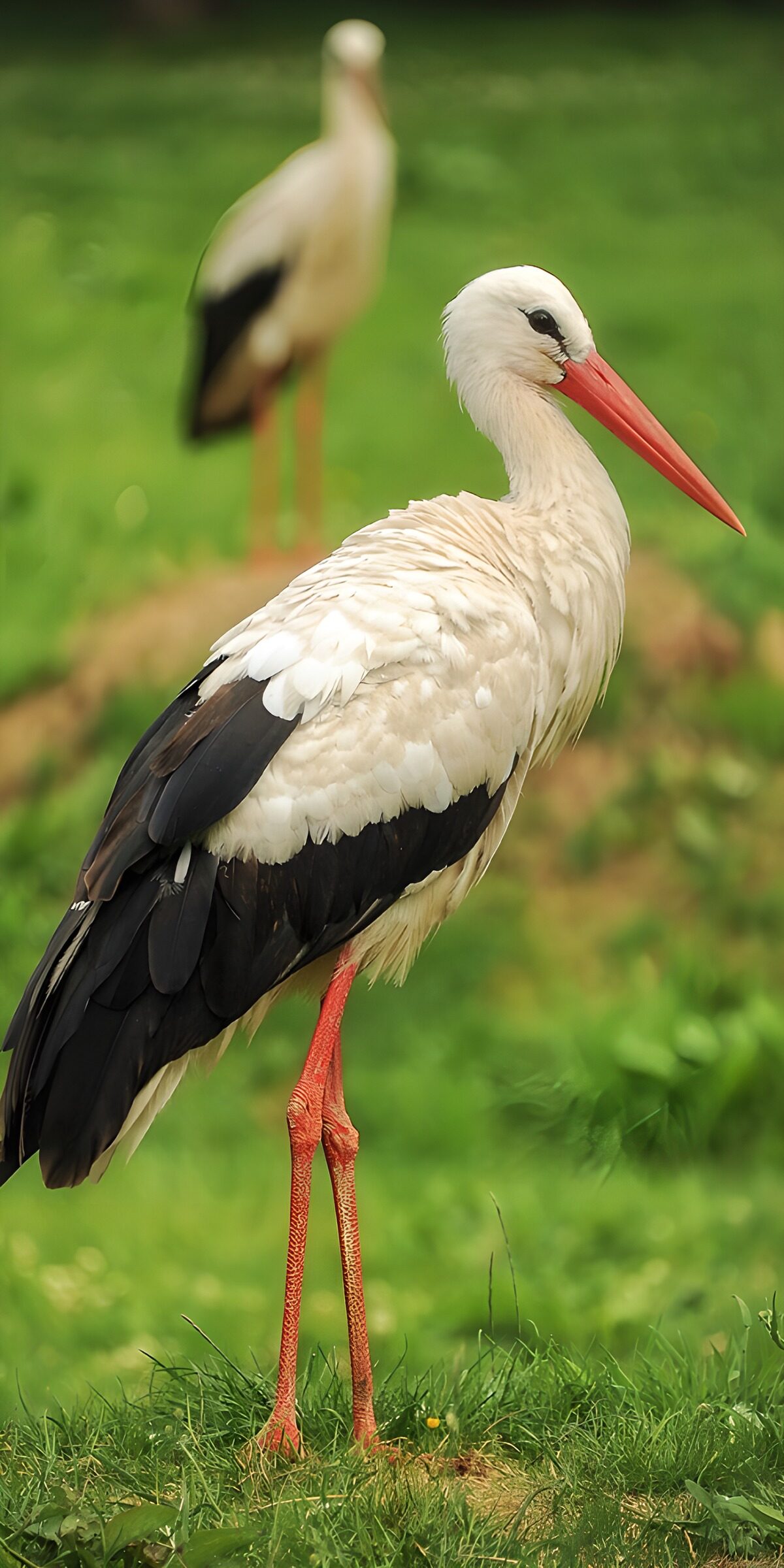 Two white storks in sunlit grass