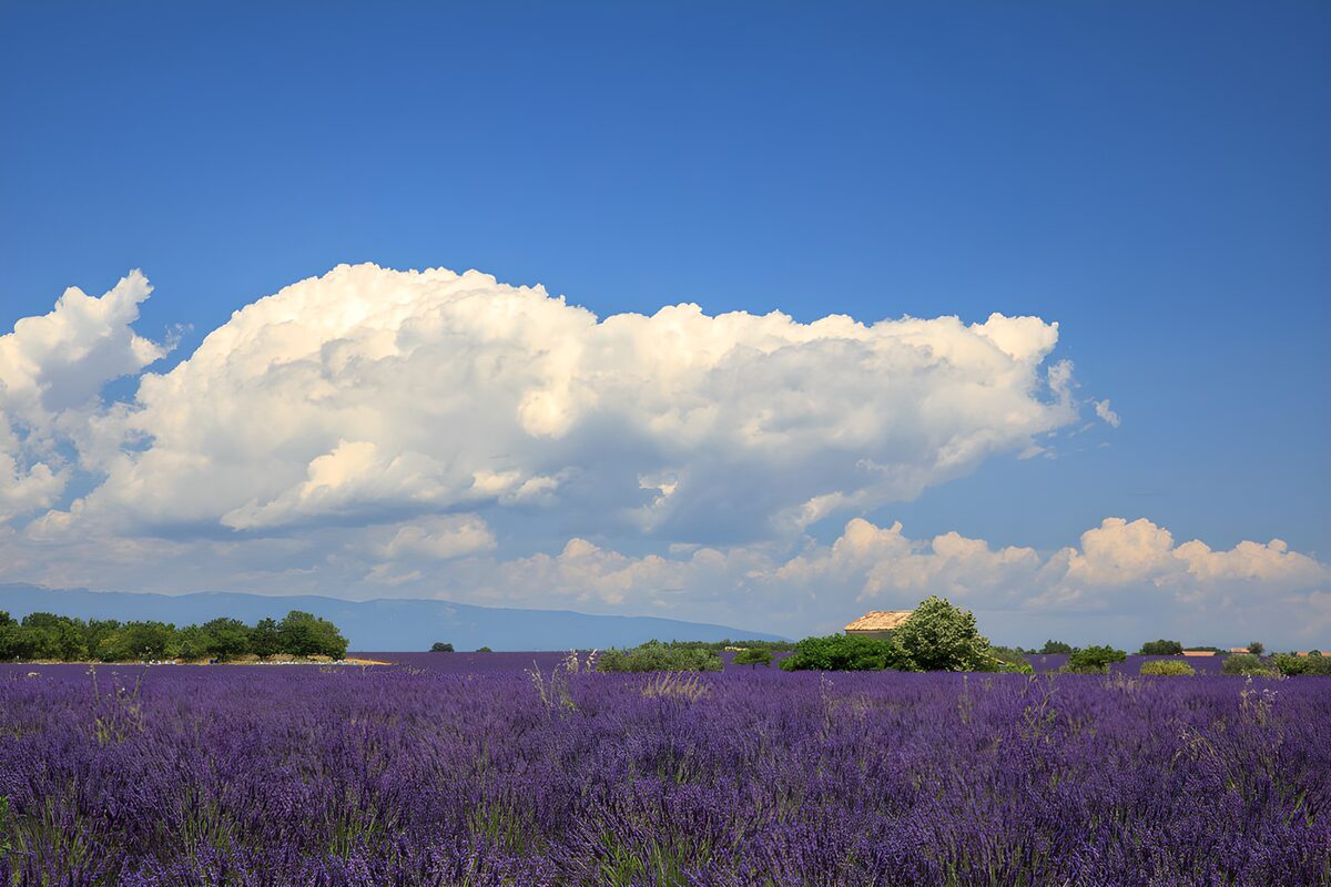 Lavender field beneath white clouds