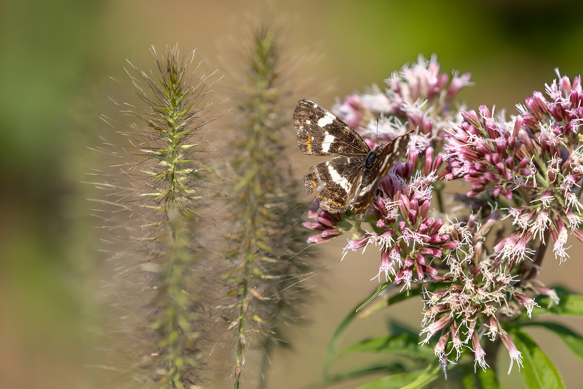 A butterfly in summer's pink hush