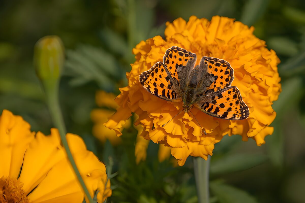 Orange butterfly on a sunlit marigold