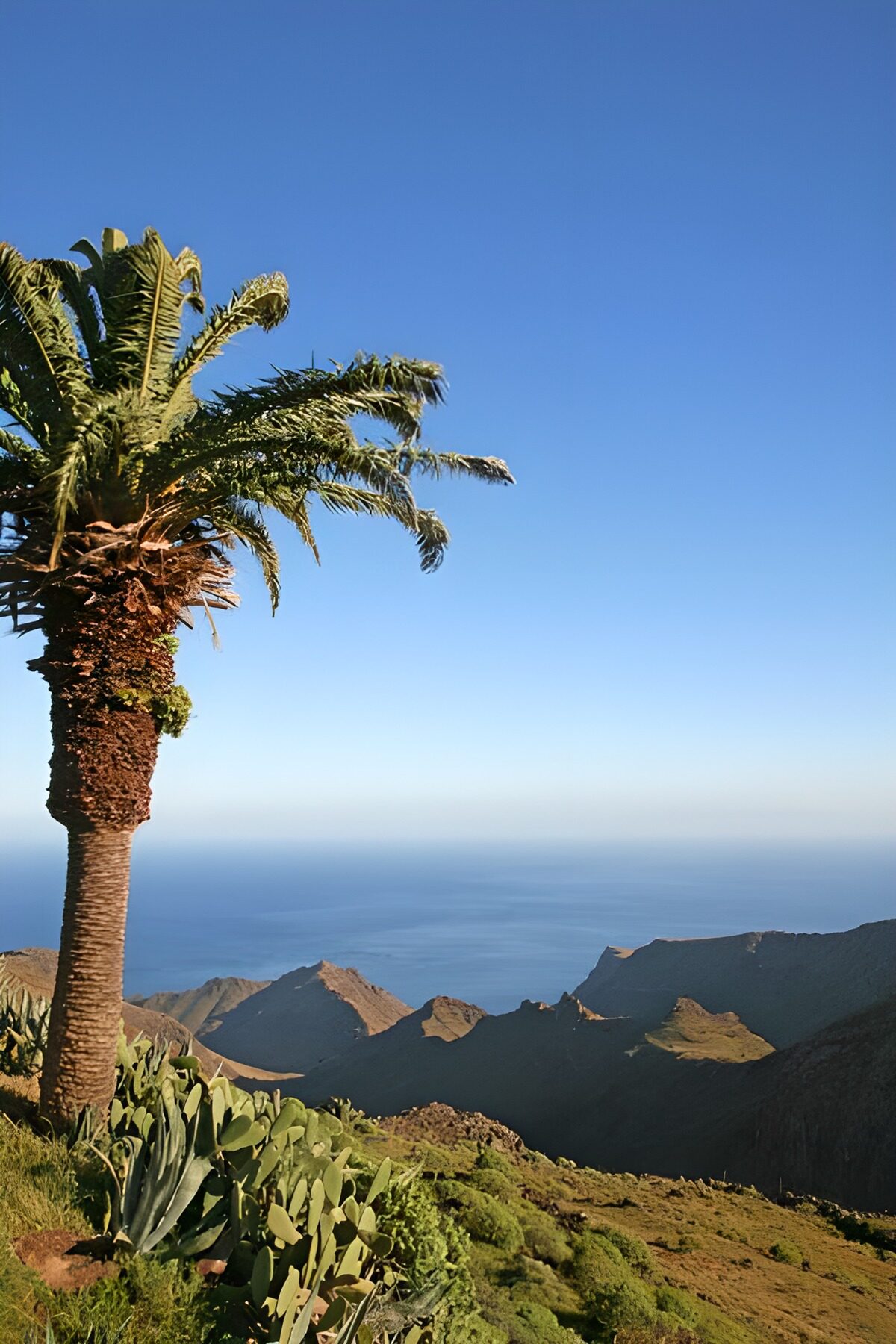 Palm and cacti on a sunlit coast