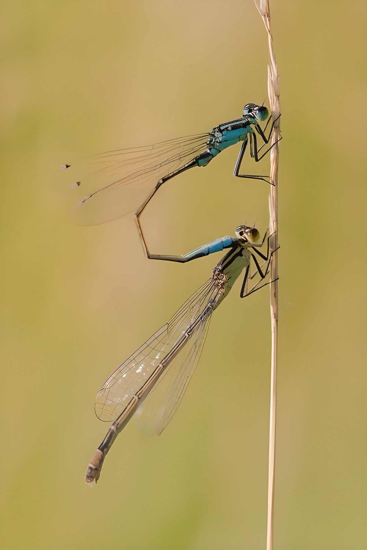 Two damselflies sharing a sunlit stem