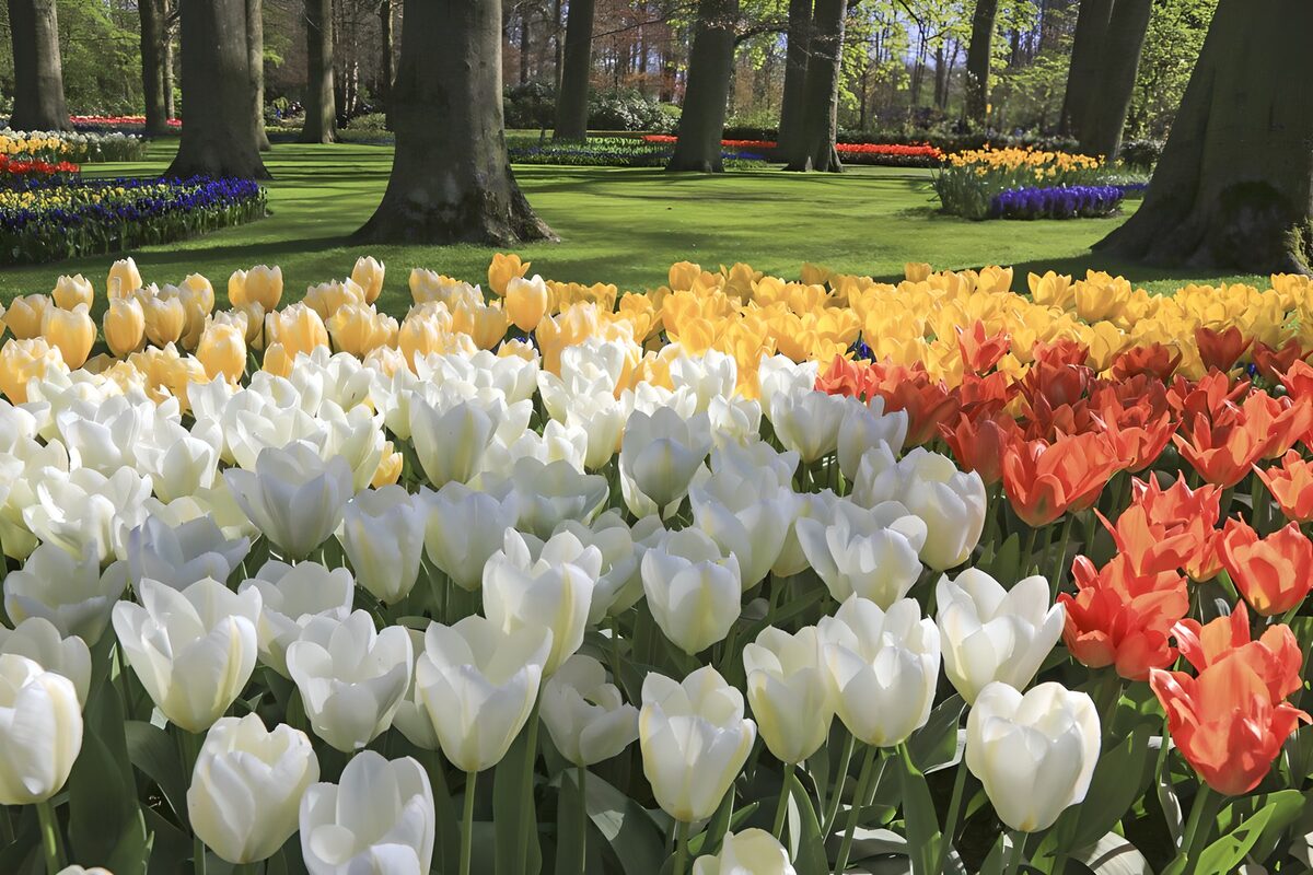 Spring tulips beneath sunlit trees