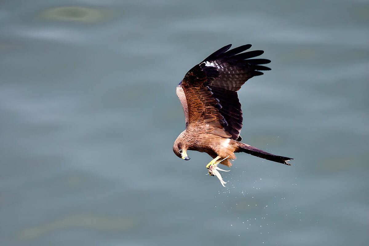 Bird of prey with a fish above the water