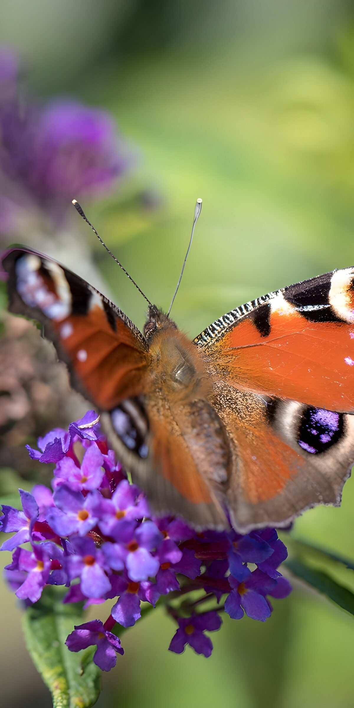 Sunlit peacock butterfly on purple flowers