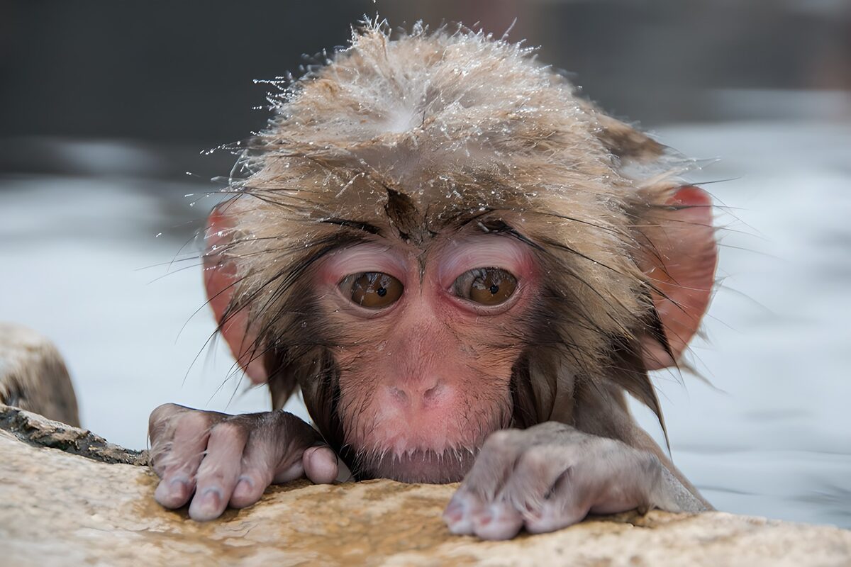 Wet Japanese macaque resting on a rock