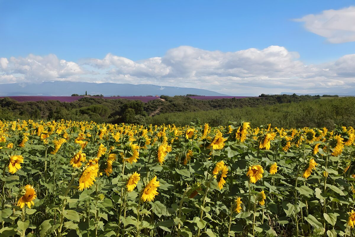 Sunflower field in bright summer light