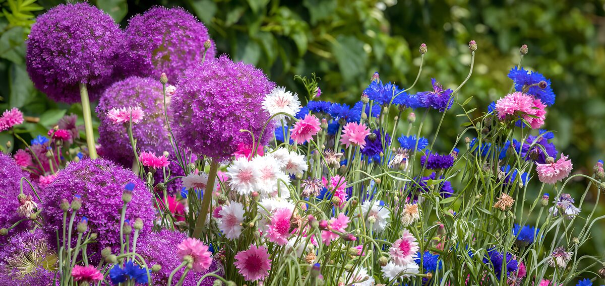 Alliums and cornflowers in a lively border