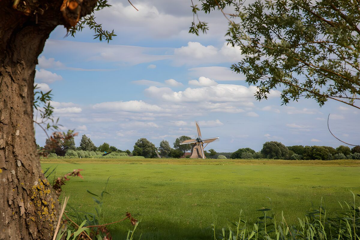 Windmill beyond a sunlit meadow
